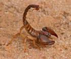 Скорпион из порядка паукообразных